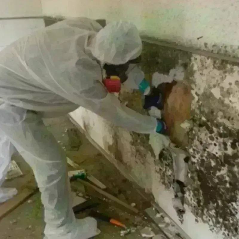 Mold Remediation and Removal in Gallatin County, MT